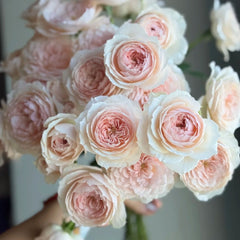 Miss Dior Rose