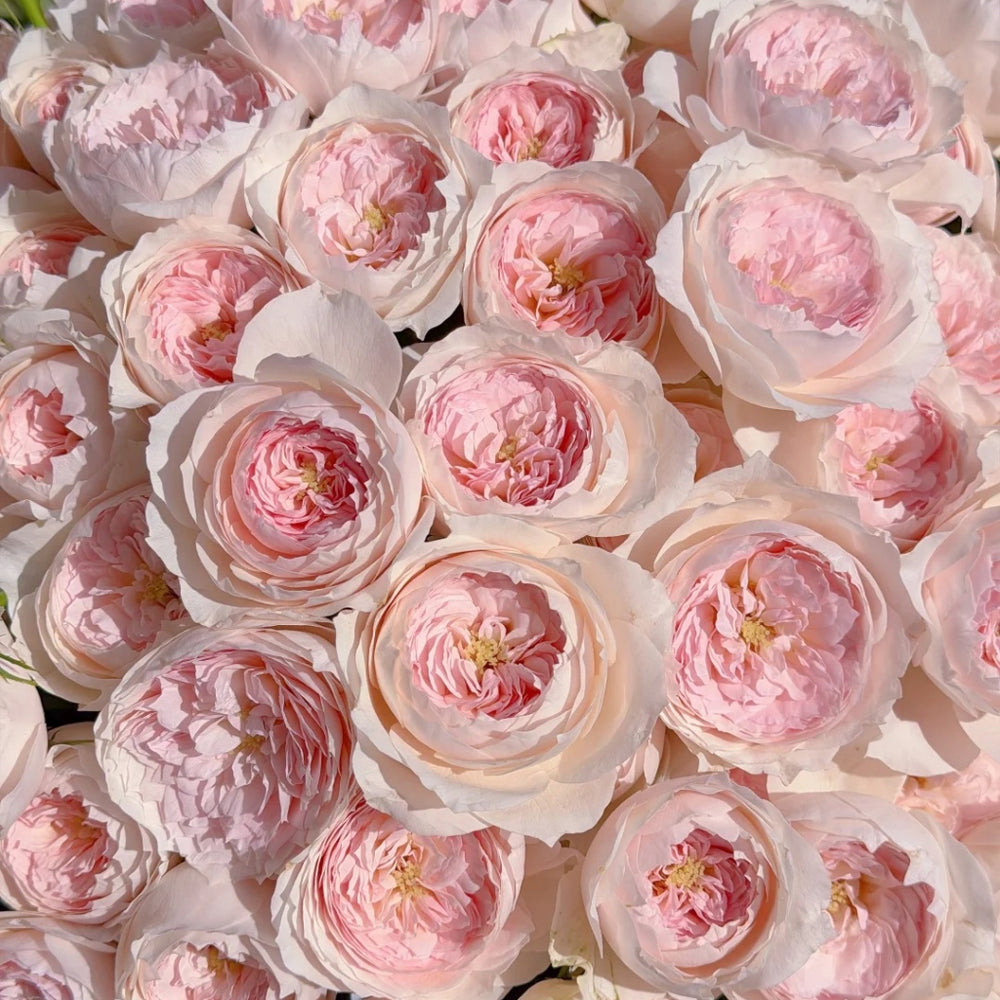 Miss Dior Rose