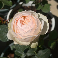 Miss Dior Rose