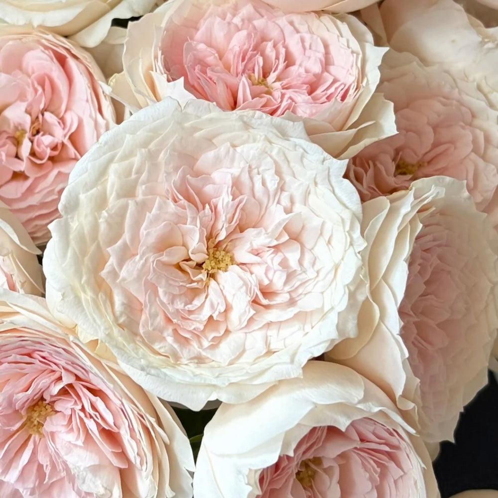Miss Dior Rose