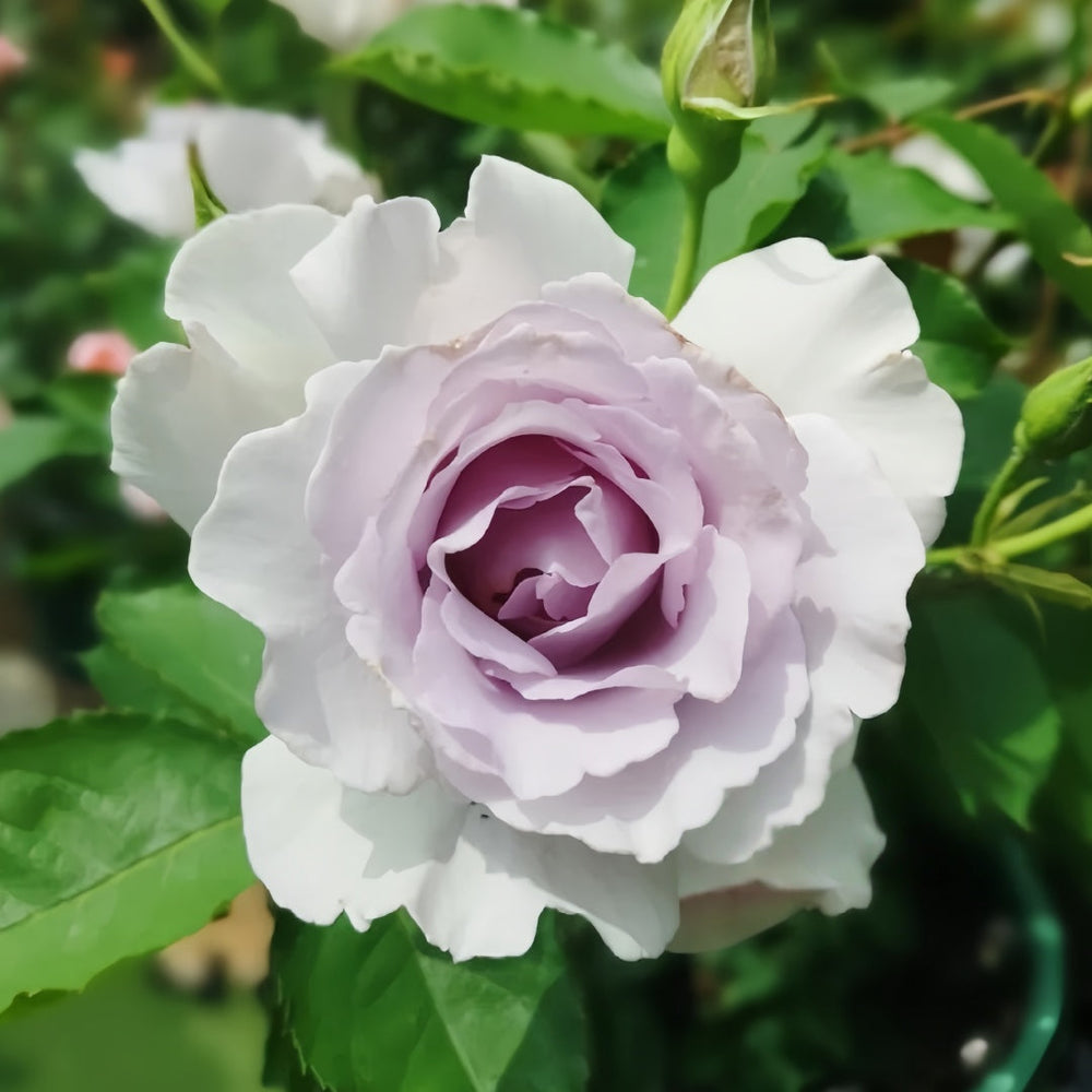 Misty Purple Rose