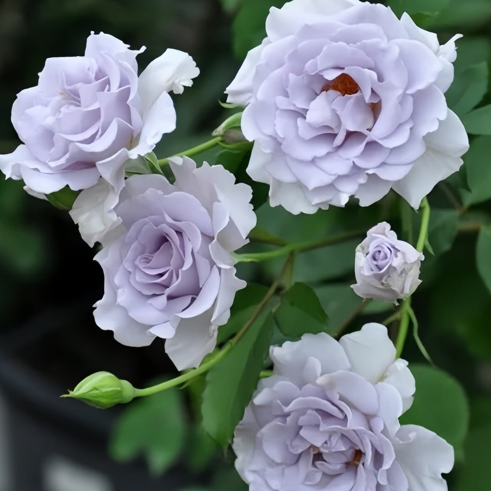 Misty Purple Rose