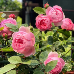 Momoka Rose Plant