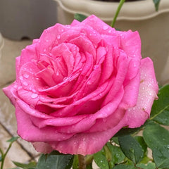 Mon Amour Rose