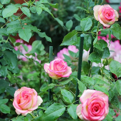 Monroe Rose