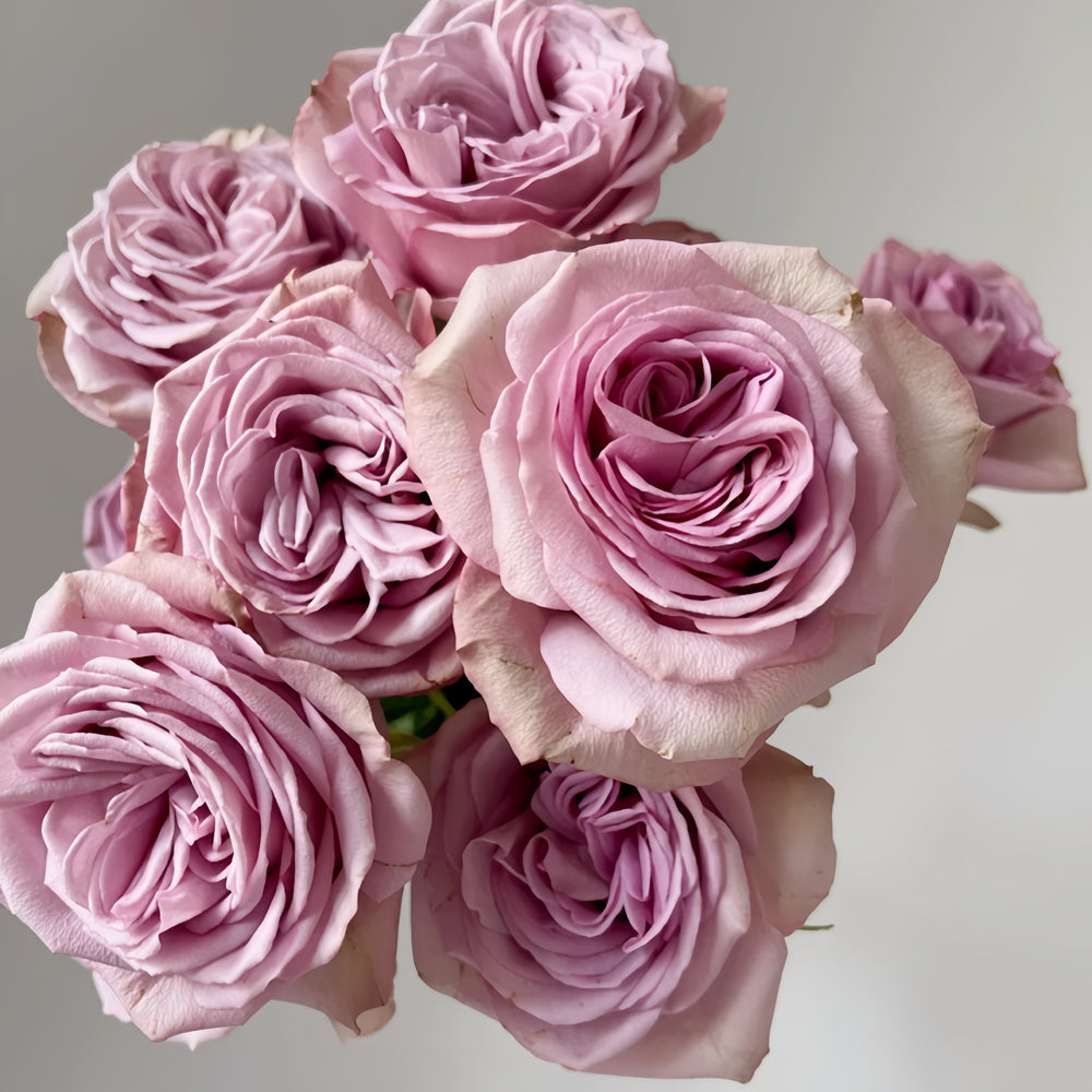 Montmartre Rose