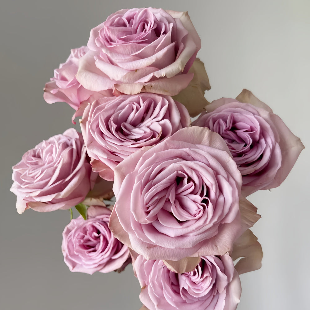 Montmartre Rose