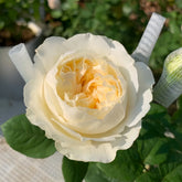 Moon Fairy Rose