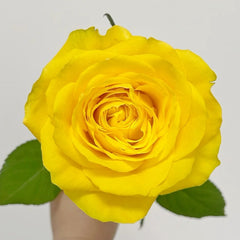 Moonwalk Rose