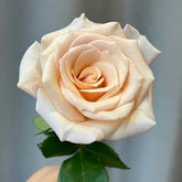 Mother of Pearl Rose
