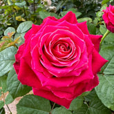 Movie Star Rose