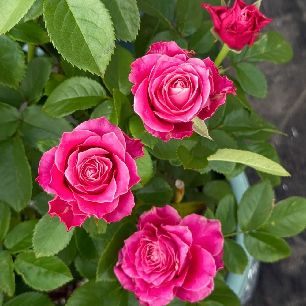 Movie Star Rose