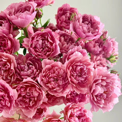 Nagi Rose
