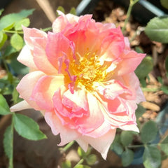 Nausicaa Rose