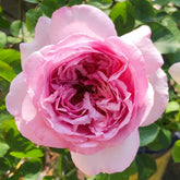 Neo Cherry Shallow Rose