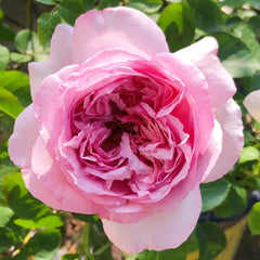 Neo Cherry Shallow Rose