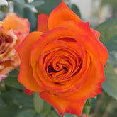 Nexus Rose