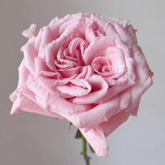 Niannujiao Rose