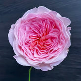Nicorobin Rose