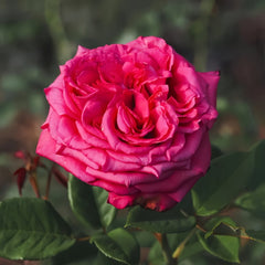 Noblesse Rose