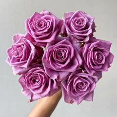 Nocturne Rose