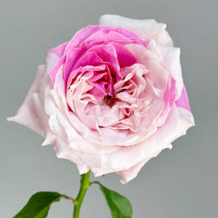 Norma Jean Rose