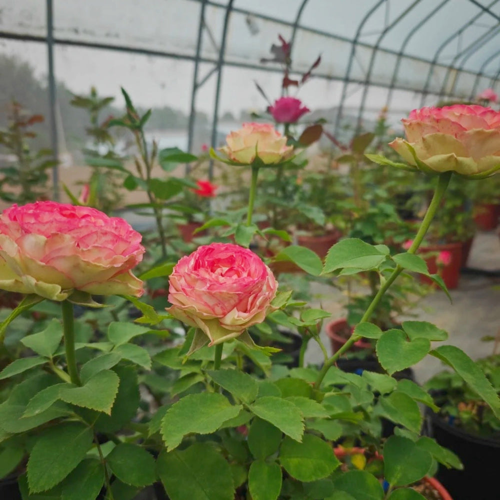Norway Forest Rose
