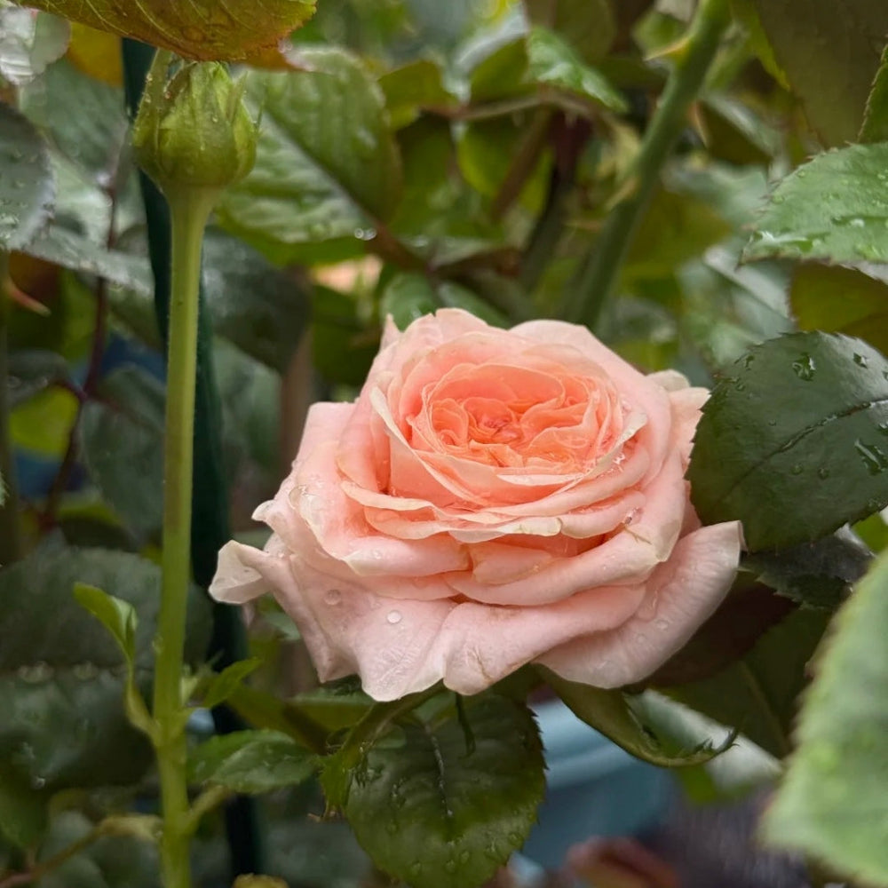 Nuwa Rose