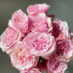 Ocean Breeze Rose