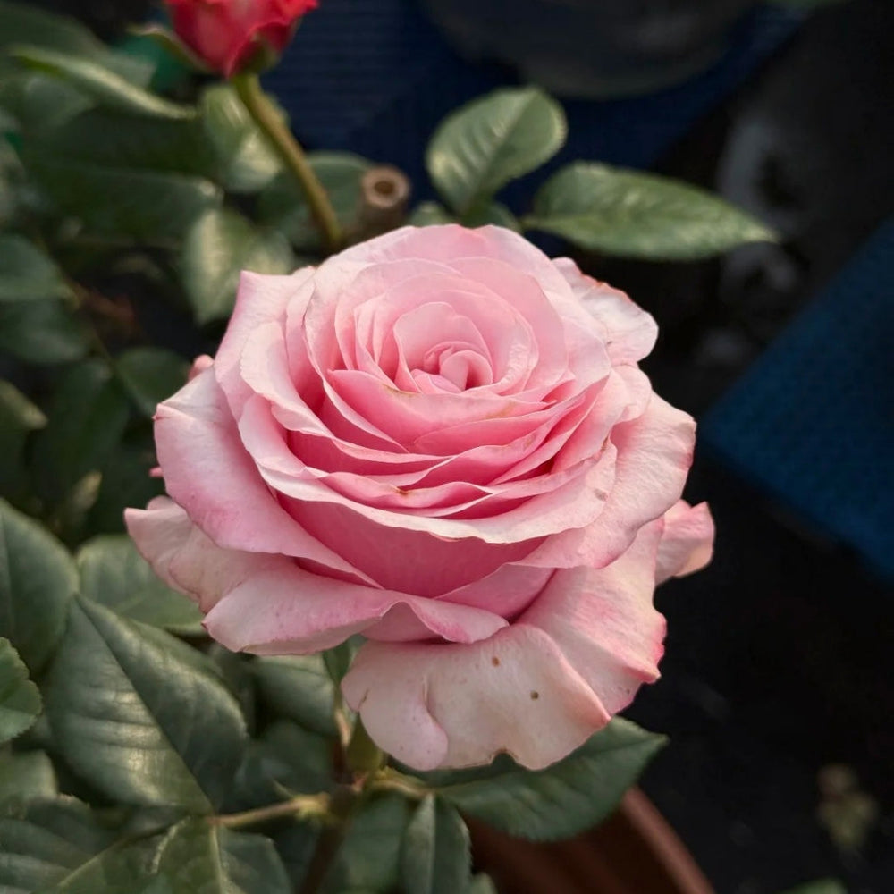 Ocean Breeze Rose