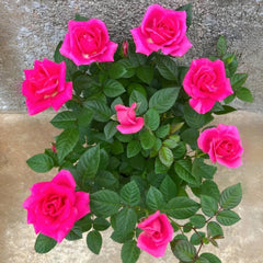 Ocean Ovation Rose