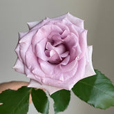 Ocean Song Rose