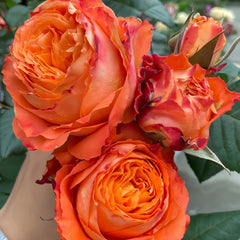 Orange Romantica Rose