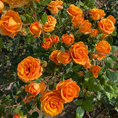 Orange Romantica Rose