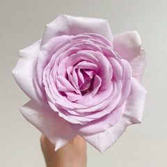 Pacific Blue Rose
