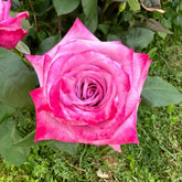 ParadiseRose