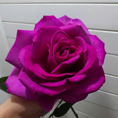 Parole Rose