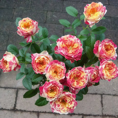 Party Ranucula Rose