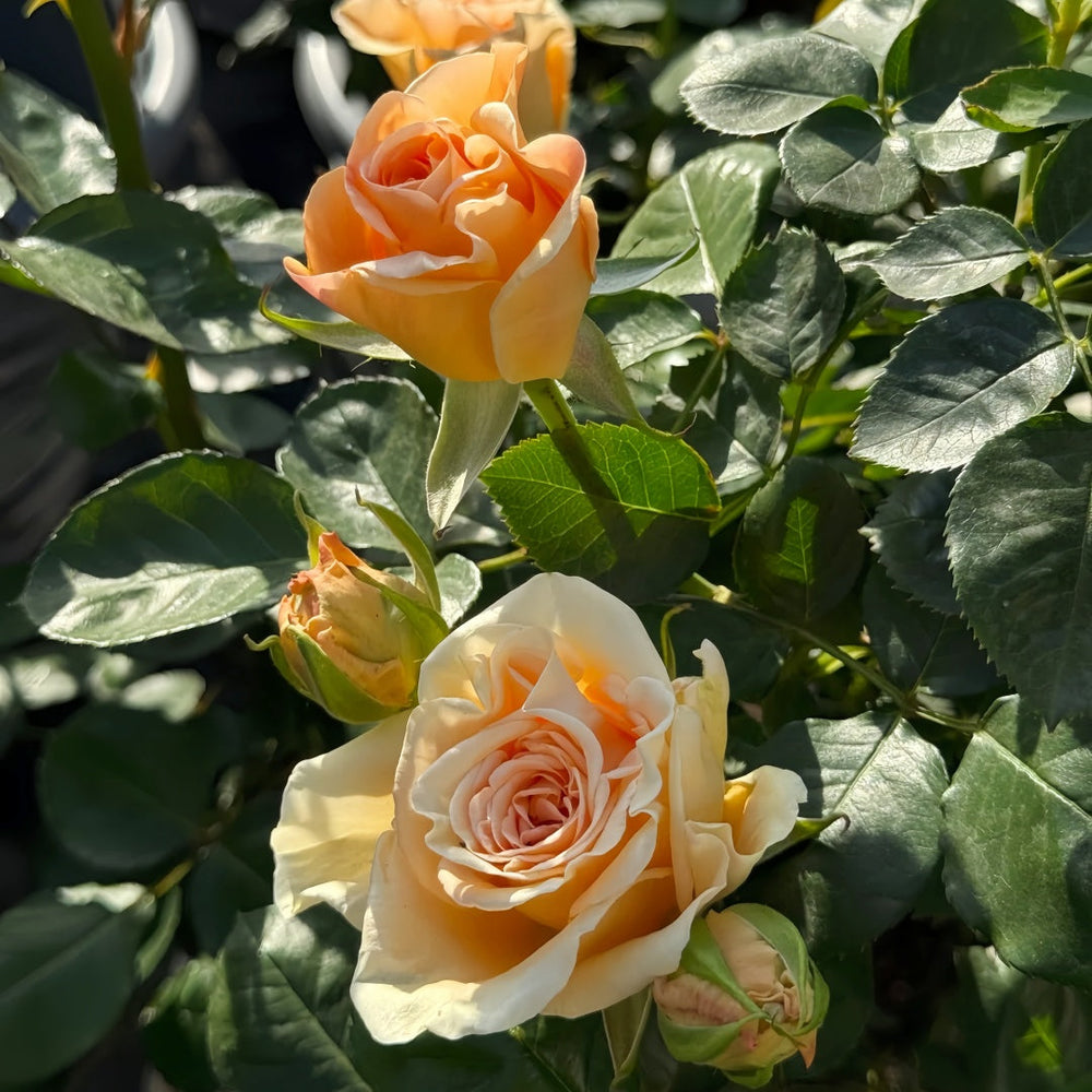 Peach Wave Rose
