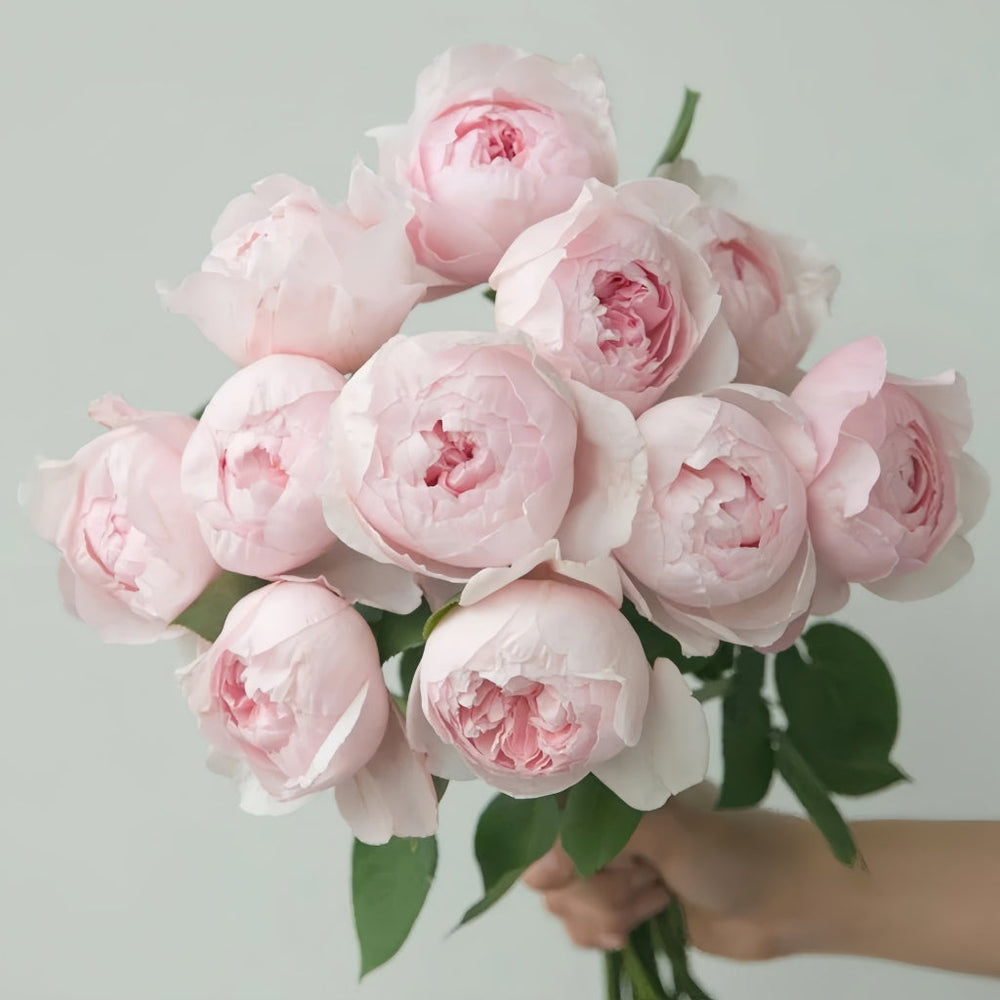 Peony Pink Rose