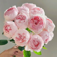 Peony Pink Rose
