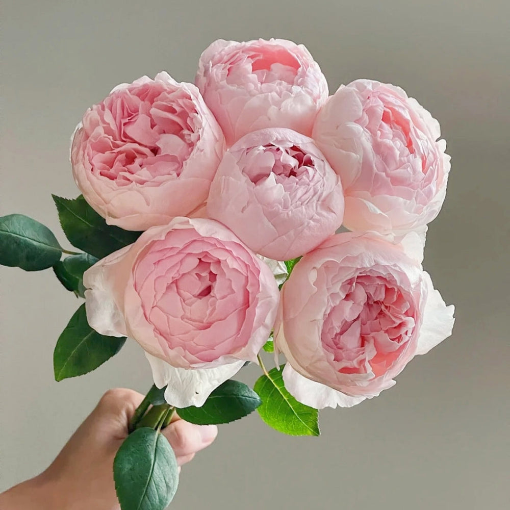Peony Pink Rose