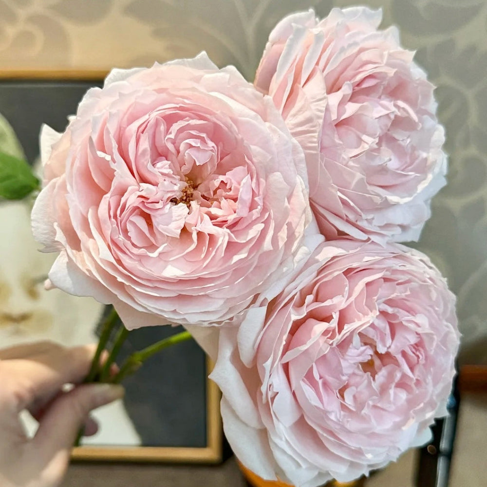 Peony Pink Rose