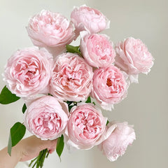 Peony Pink Rose