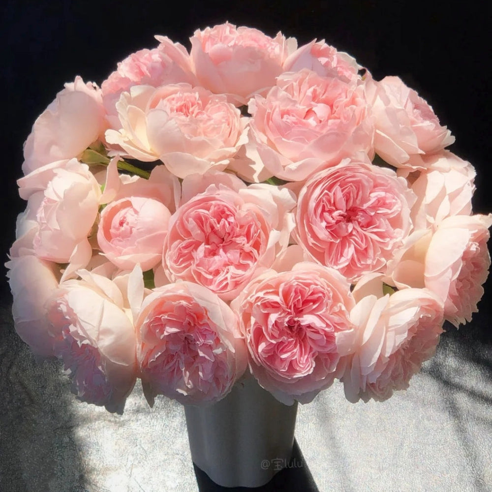 Peony Pink Rose