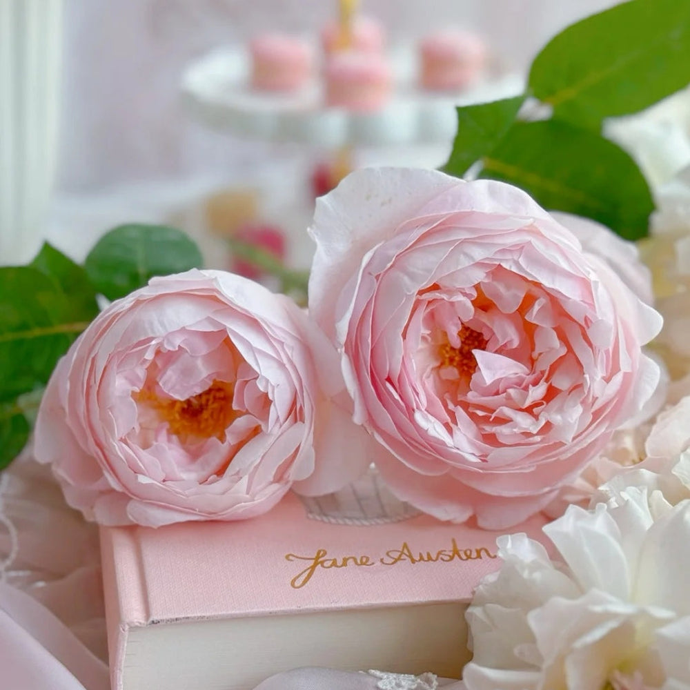 Peony Pink Rose