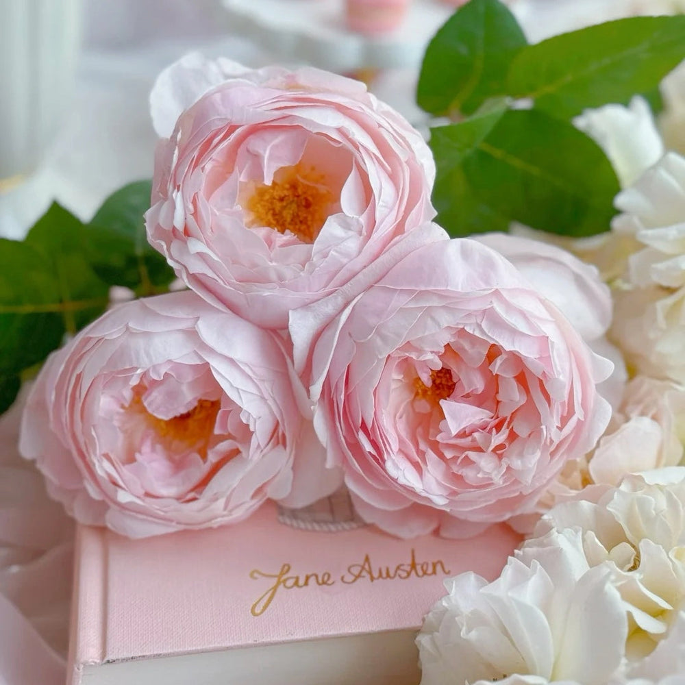 Peony Pink Rose
