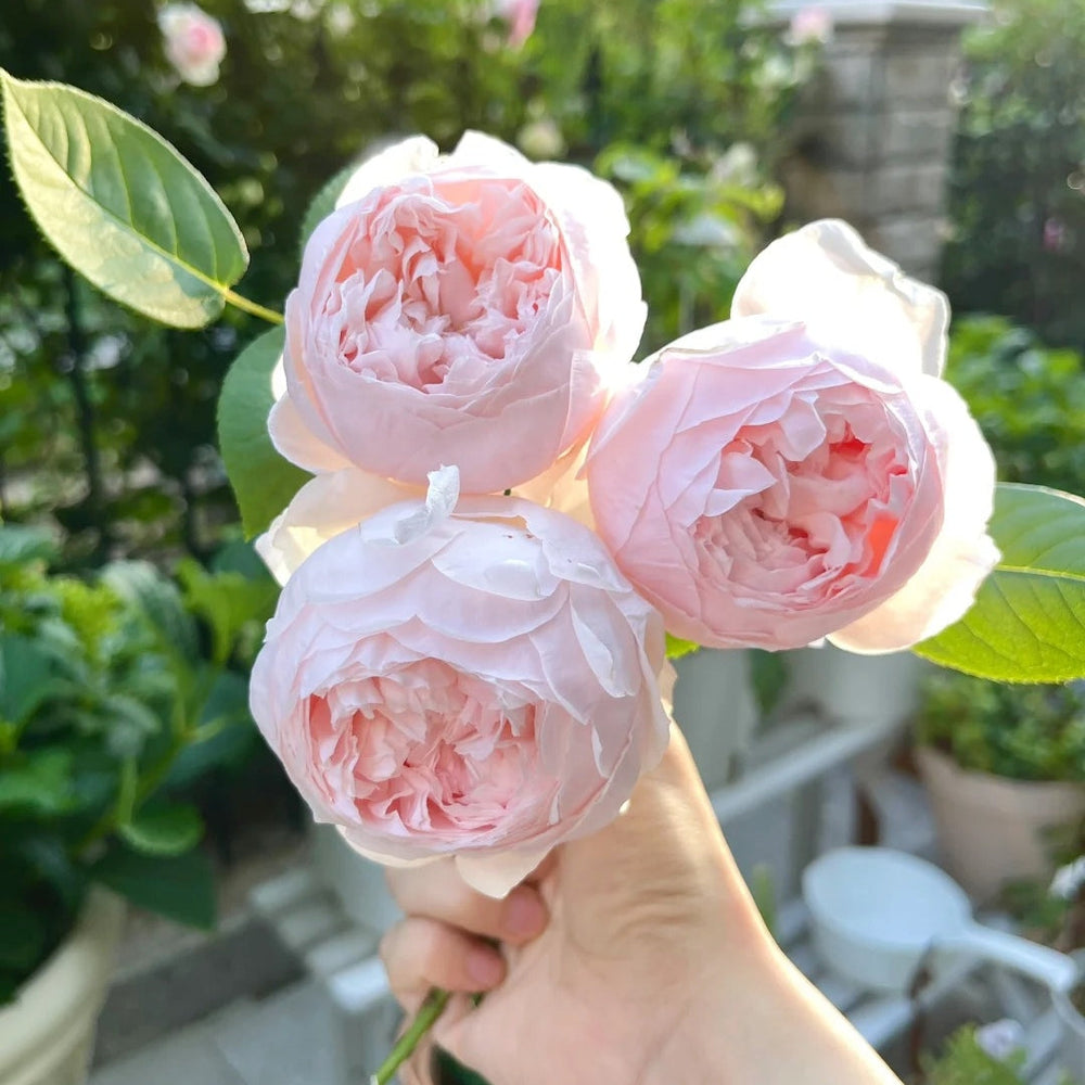 Peony Pink Rose