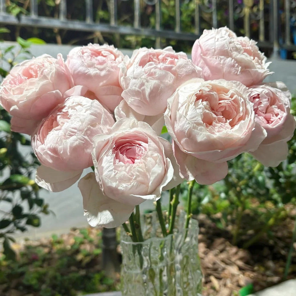 Peony Pink Rose