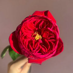 Peony Red Rose
